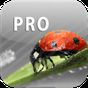 ColorUp Pro - Photo Editor icon