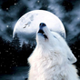 Wolf Hintergrundbilder