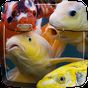 Koi Fish Live Wallpaper APK