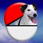 Pocket Puppy GO apk icon