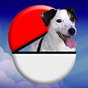 Pocket Puppy GO APK