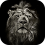 Lion King CM Locker Theme APK