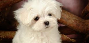 Imagem 4 do 3D Cute Lovely Dog