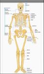 Terminologia Anatomica ekran görüntüsü APK 2