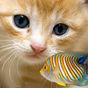 Ícone do apk KITTY & FISH LIVE WALLPAPER(8)