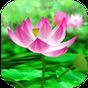 Lotus Livewallpaper apk icon