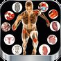 İnsan Fizyolojisi ve Anatomisi APK Simgesi
