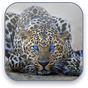 Леопард Живые Видео Обои APK