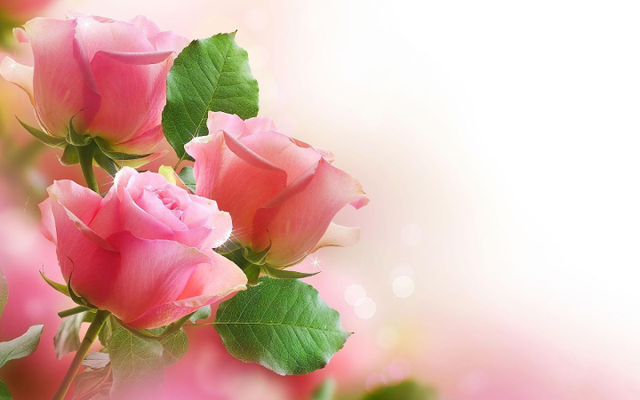 Terbaru 26 Download  Gambar Wallpaper Bunga  Mawar  Richa 