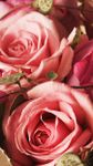 Roses Live Wallpaper image 2