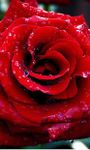 Roses Live Wallpaper image 4