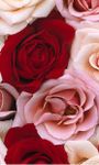 Roses Live Wallpaper image 6