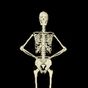 Ícone do apk Funny Skeleton Dancing LWP