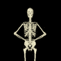 Funny Skeleton Dancing LWP APK