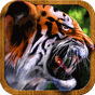 Jungle Adventure Tiger Sim 3D APK