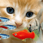 KITTY & FISH LIVE WALLPAPER#11 APK