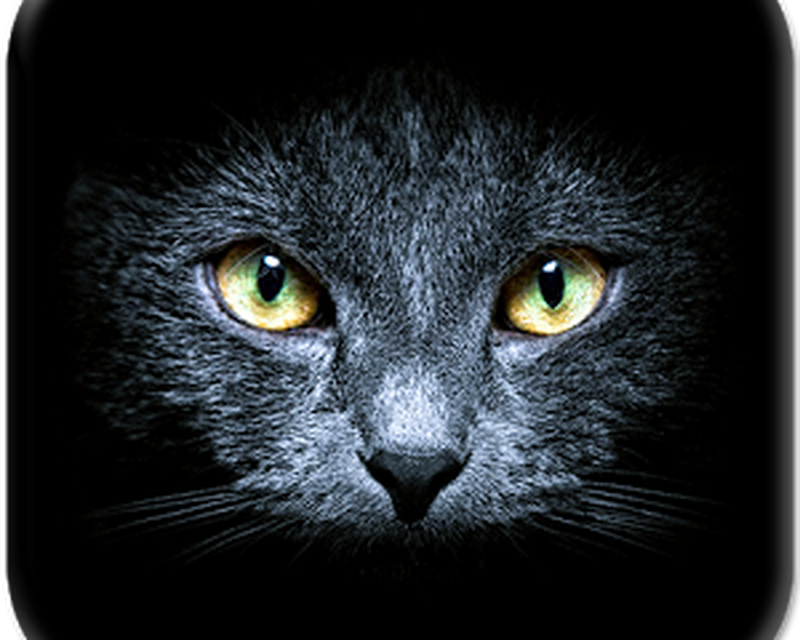 Pisicile Negre Imagini Fundal Android Download