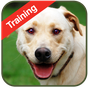 Dog Training Simgesi