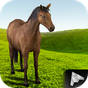 Horse School 3D APK