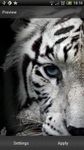 Gambar Harimau Putih Latar Belakang 5
