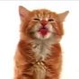 Cat Lick Screen Live wallpaper APK