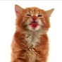 Cat Lick Screen Live wallpaper apk icon