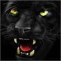 Black panther ferocious APK