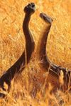 Imagem 2 do Cobras Quebra-Cabeças