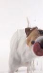 Dog Lick Screen Live wallpaper obrazek 2