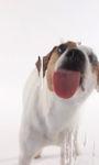 Dog Lick Screen Live wallpaper obrazek 3