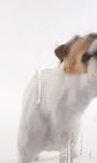 Dog Lick Screen Live wallpaper obrazek 5