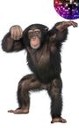 Imagem 4 do Conversando macaco