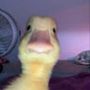 Il profilo di Duck nella community di AndroidLista
