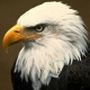 Eagles's profile on AndroidOut Community