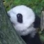 Panda Severler kullanıcısının AndroidListe Topluluğundaki profili