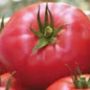 Profil Pomidor na Android Lista