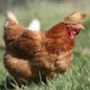 Perfil de galinha na comunidade AndroidLista