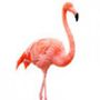 Profil Flamingos na Android Lista