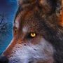 Profilul utilizatorului Wolf in Comunitatea AndroidListe