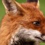 Profil de Fox3000 - Foxy dans la communauté AndroidLista