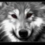 Wolf kullanıcısının AndroidListe Topluluğundaki profili