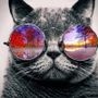 Perfil de gatulo en la comunidad AndroidLista