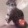 Профиль Victoria на AndroidList