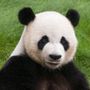 Profilul utilizatorului Panda in Comunitatea AndroidListe