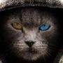 Perfil de Cat na comunidade AndroidLista