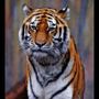 Profil de TigerCat dans la communauté AndroidLista