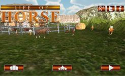 Life of Horse - Wilde Sim Bild 18