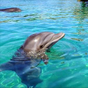 дельфин анимированные обои APK
