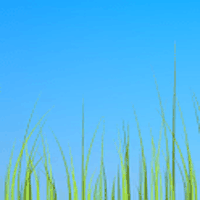 Grass live wallpaper APK - Free download for Android