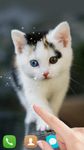 Cute cat Live wallpaper image 